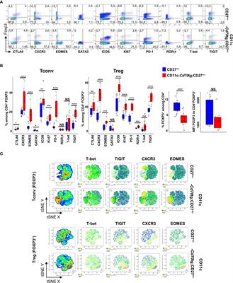 Chronic CD27-CD70 costimulation promotes type 1-specific polarization of effector Tregs